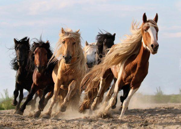 what is the dream of a horse in a dream for a woman 