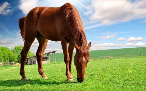 dreamed of a horse 