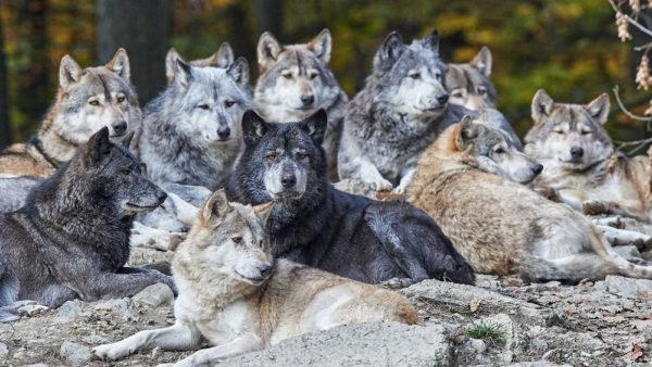 Why dream of a pack of wolves 