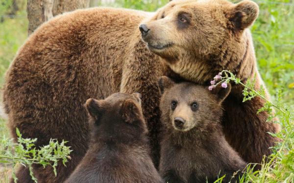 She-bear with cubs 