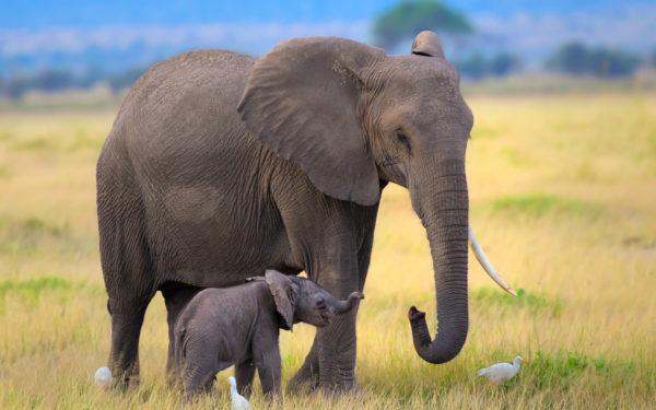 Baby elephant dreamed with mom 