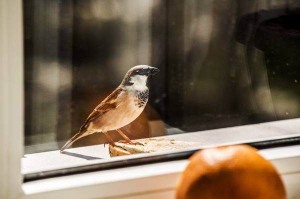 bird near the window 