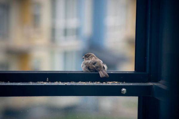 sparrow by the window 