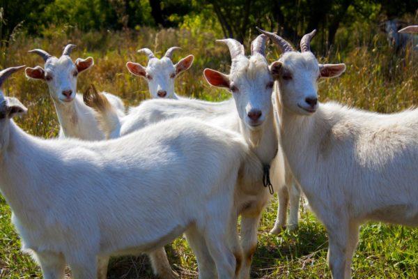 Why do women and men dream of a white goat 