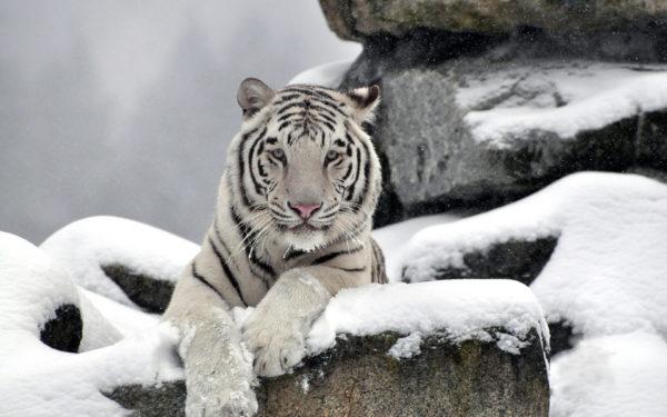 Why is the white tiger dreaming 