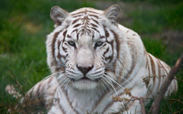 Dreamed of a large white tiger 