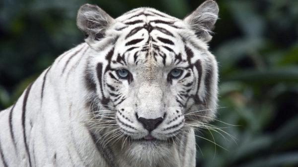 White tiger 