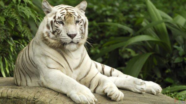 Dreamed of a white tiger 