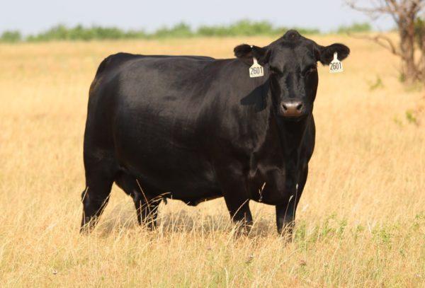Why is the black cow dreaming 