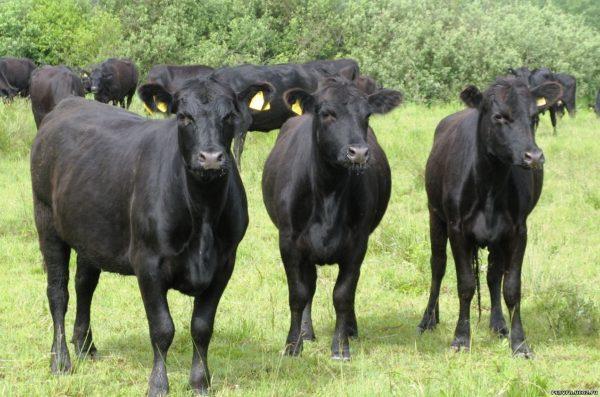 Why is the black cow dreaming 