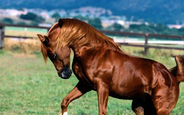 Brown horse 