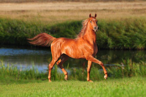 Why does a brown horse dream 