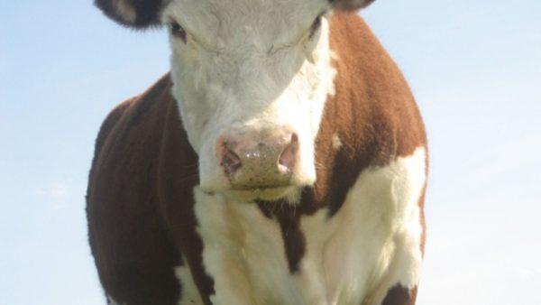 What is the dream of a cow that butts 