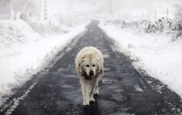 dream book pregnant dog 