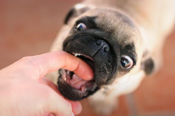 What is the dream of a dog that wants to bite 