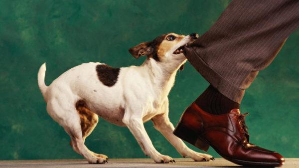 The dog bites the leg 
