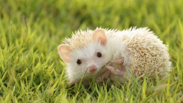 Dreaming of a white hedgehog 