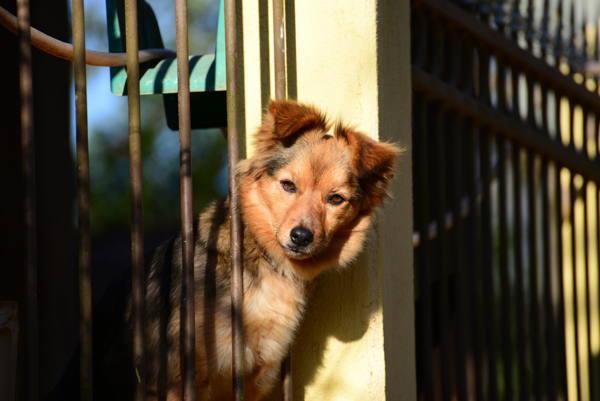 dog at the fence 