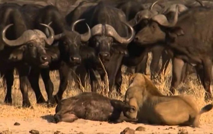 As the author of the voiceover of a video about animals, he made him an action-packed thriller.