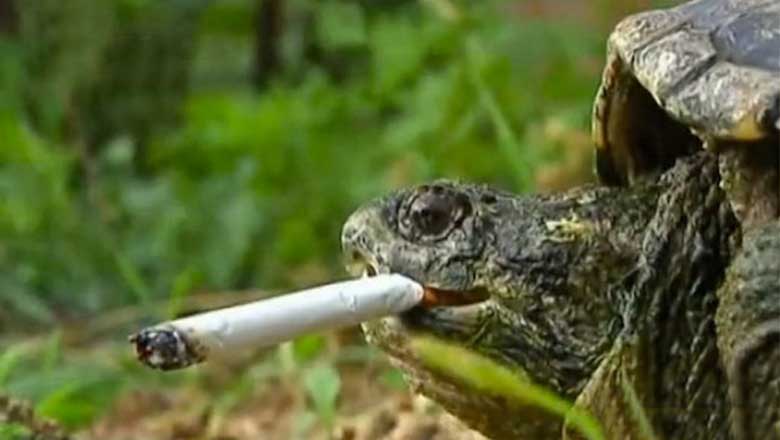 How a tortoise from China became addicted to nicotine