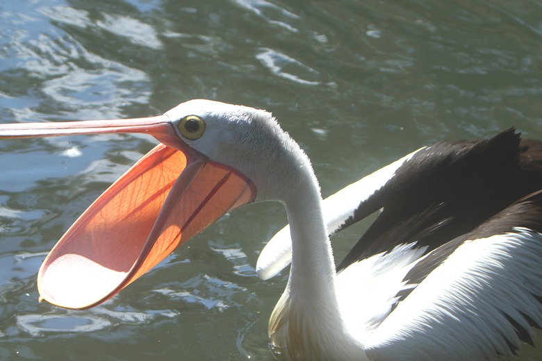 How a brazen pelican robbed a fisherman in broad daylight