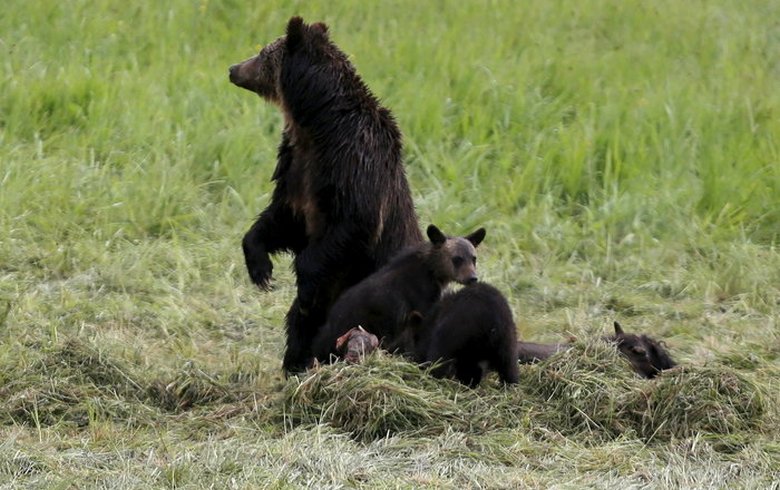 How Animal Protection Law Turned Teddy Bears Into