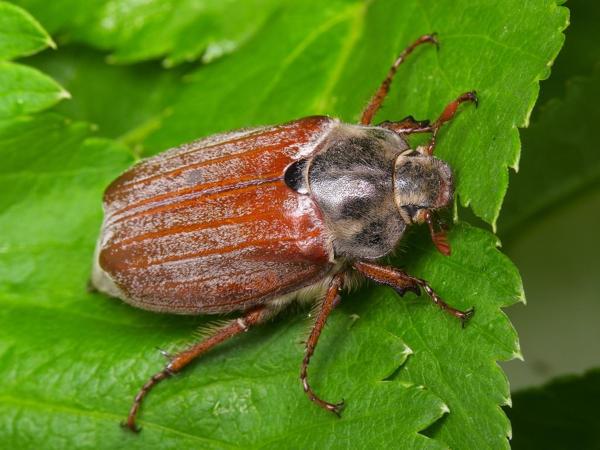 Signs with insects 