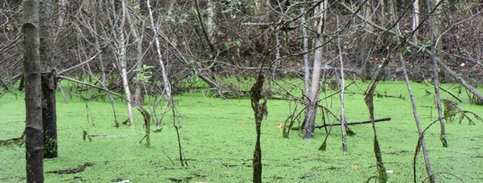 What secrets do swamps hide?