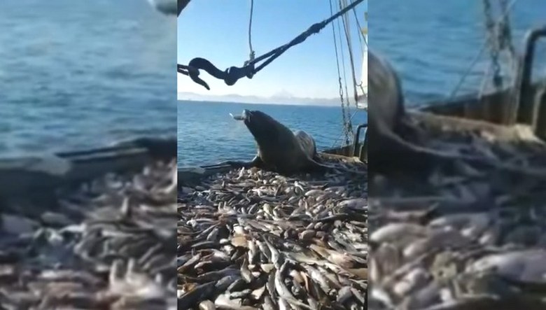 Kamchatka fishermen faced a surprisingly impudent and gluttonous sea lion