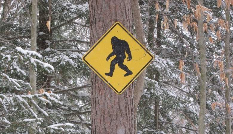 Canadians encountered a humanoid in the night forest