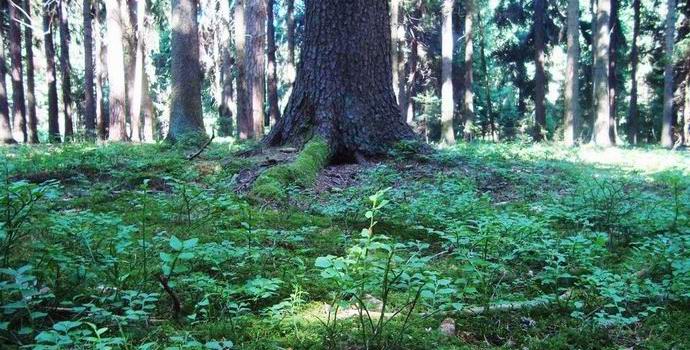 The Canadian came across in the forest