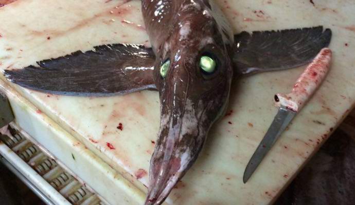 Canadian fishermen caught in the net of a monster