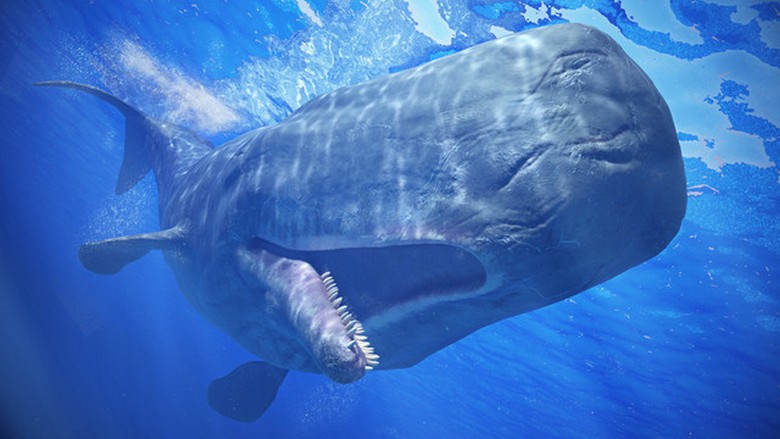 Sperm whale - a mysterious creature of the Earth