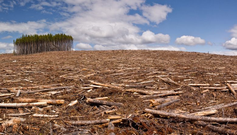 Every day on Earth disappears a piece of forest from New York