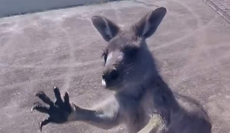 The kangaroo attacked the landing paraglider