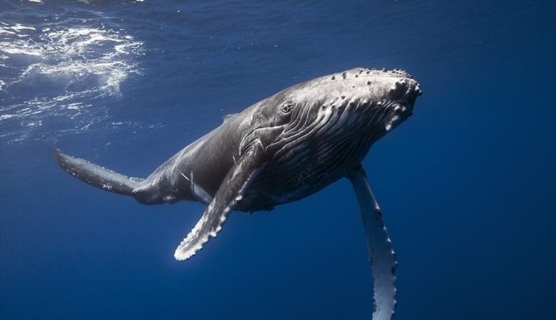 Whales and dolphins cannot drink salt water, but what then do they drink?