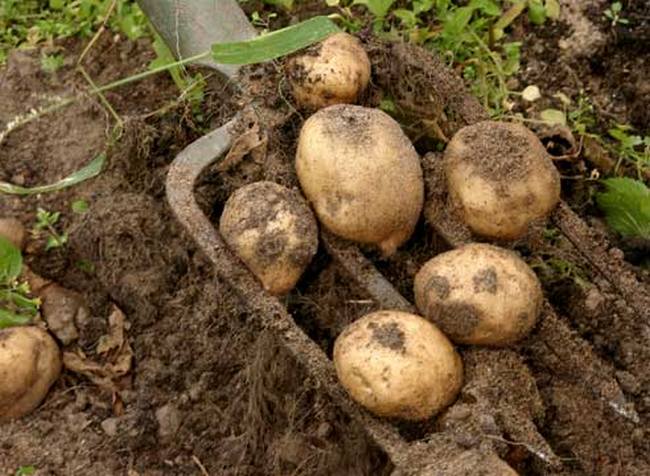 Some secrets of ordinary potatoes for us