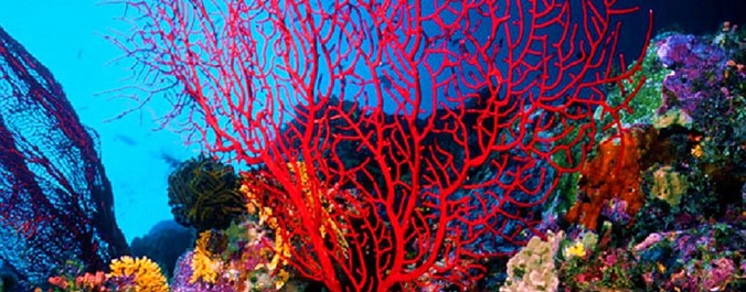 Coral gardens are in danger