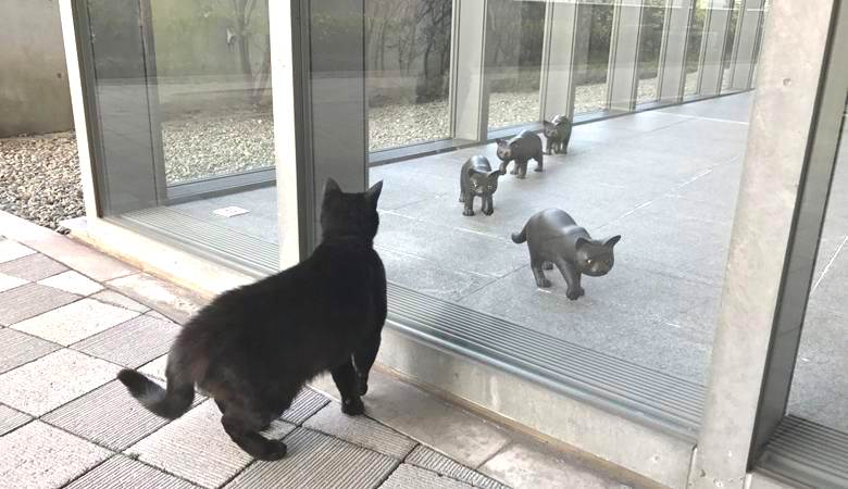 Cats, for some reason, try to get into the Japanese museum