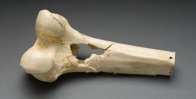 Human bones and construction: what is common?