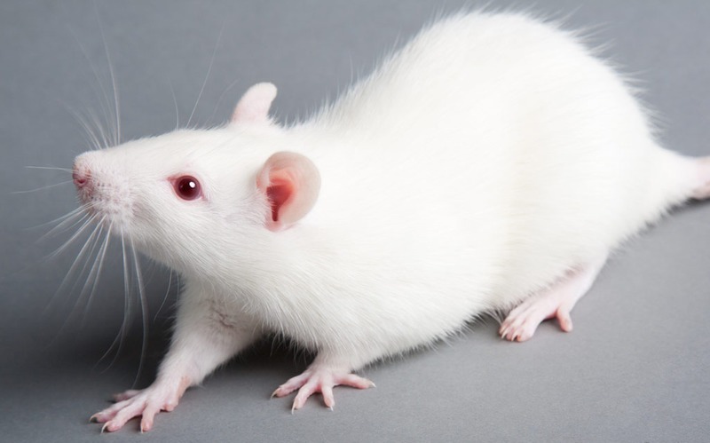 Rats are incredibly smart animals