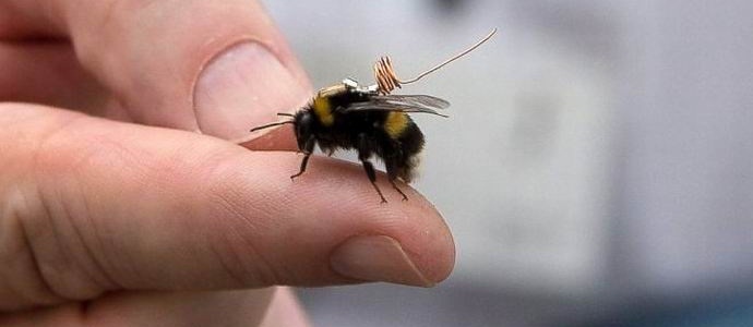 A tiny tracker lets you keep track of bees.