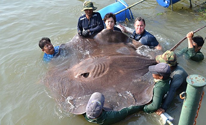 The largest freshwater fish caught in the bait