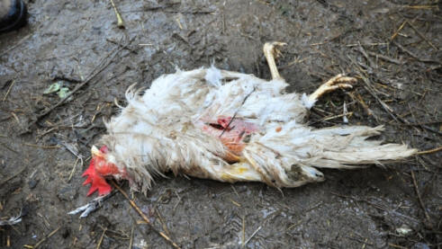 Who kills animals in Tatarstan?