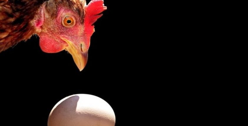 Chicken or egg, which came first?  Physicists have answered the age-old question 