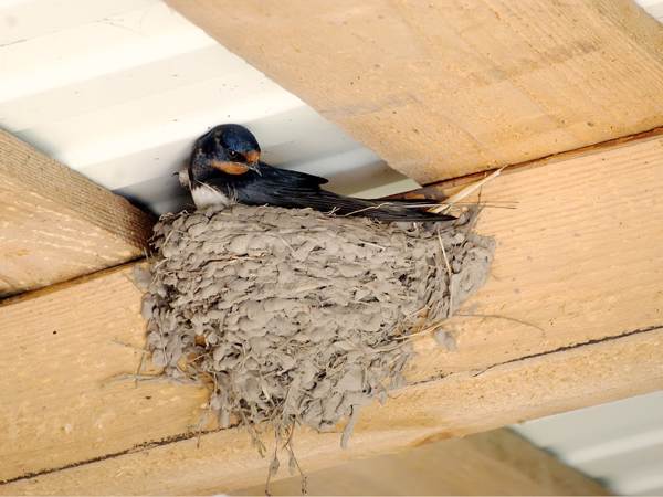  swallow's nest in the house 