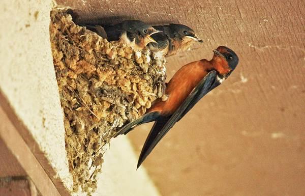 swallow's nest above the window 