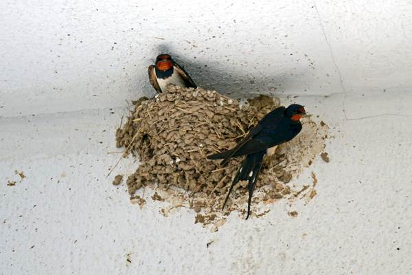 swallow's nest on the balcony 