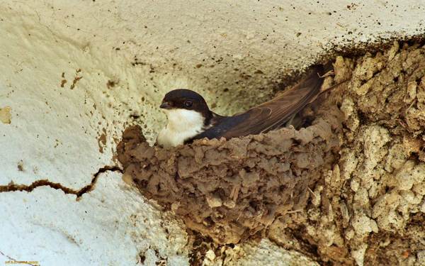 swallow's nest on the house 