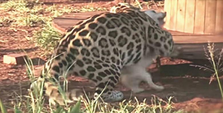 Leopard can not cope with a domestic dog always